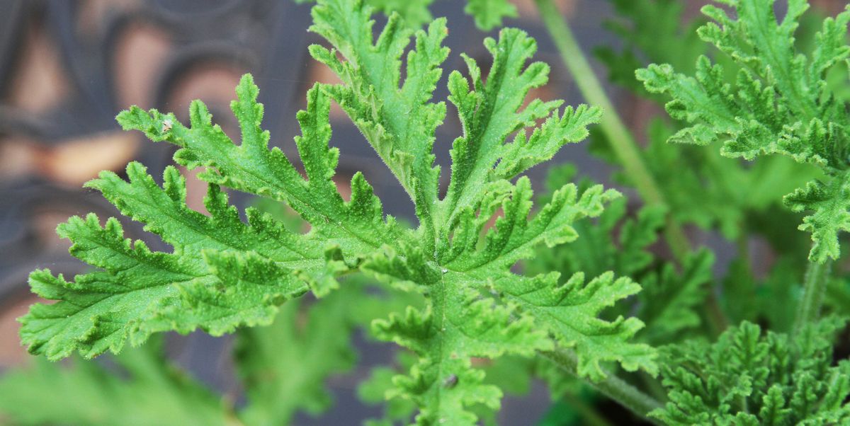 close up of the green leaves of a citronella mosquito plant