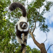 GettyImages-481665629 Een bonte vari in een nationaal park in Madagaskar In een dierentuin in de hoofdstad van het land is een aantal van deze ernstig bedreigde makis besmet geraakt met tuberculose
