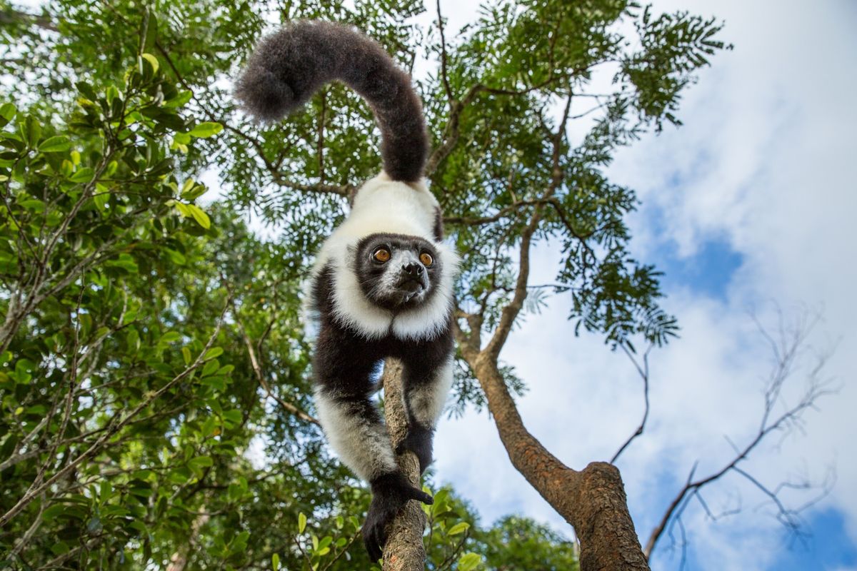Een bonte vari in een nationaal park in Madagaskar In een dierentuin in de hoofdstad van het land is een aantal van deze ernstig bedreigde makis besmet geraakt met tuberculose