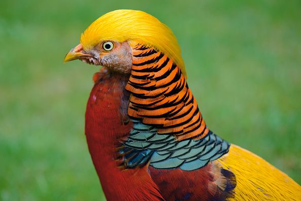 Yellow, Bird, Orange, Beak, Vertebrate, Red, Parrot, Colorfulness, Adaptation, Organ, 