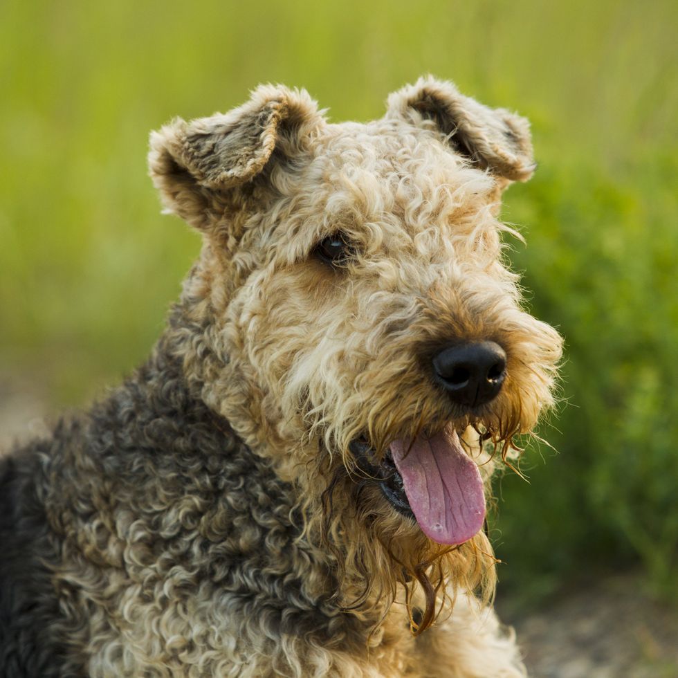 airedale terrier dog lying on the road in the green grass sunny summer evening