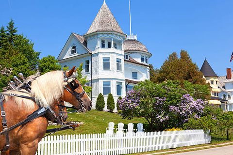a team of horses pulling a carriage pose in front of a victorian home high on west bluff road   riding bikes past these vintage homes is a popular vacation pastime on beautiful mackinac island in northern michigan