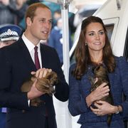 will kate dogs