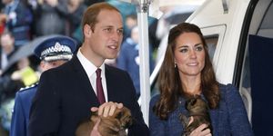 will kate dogs