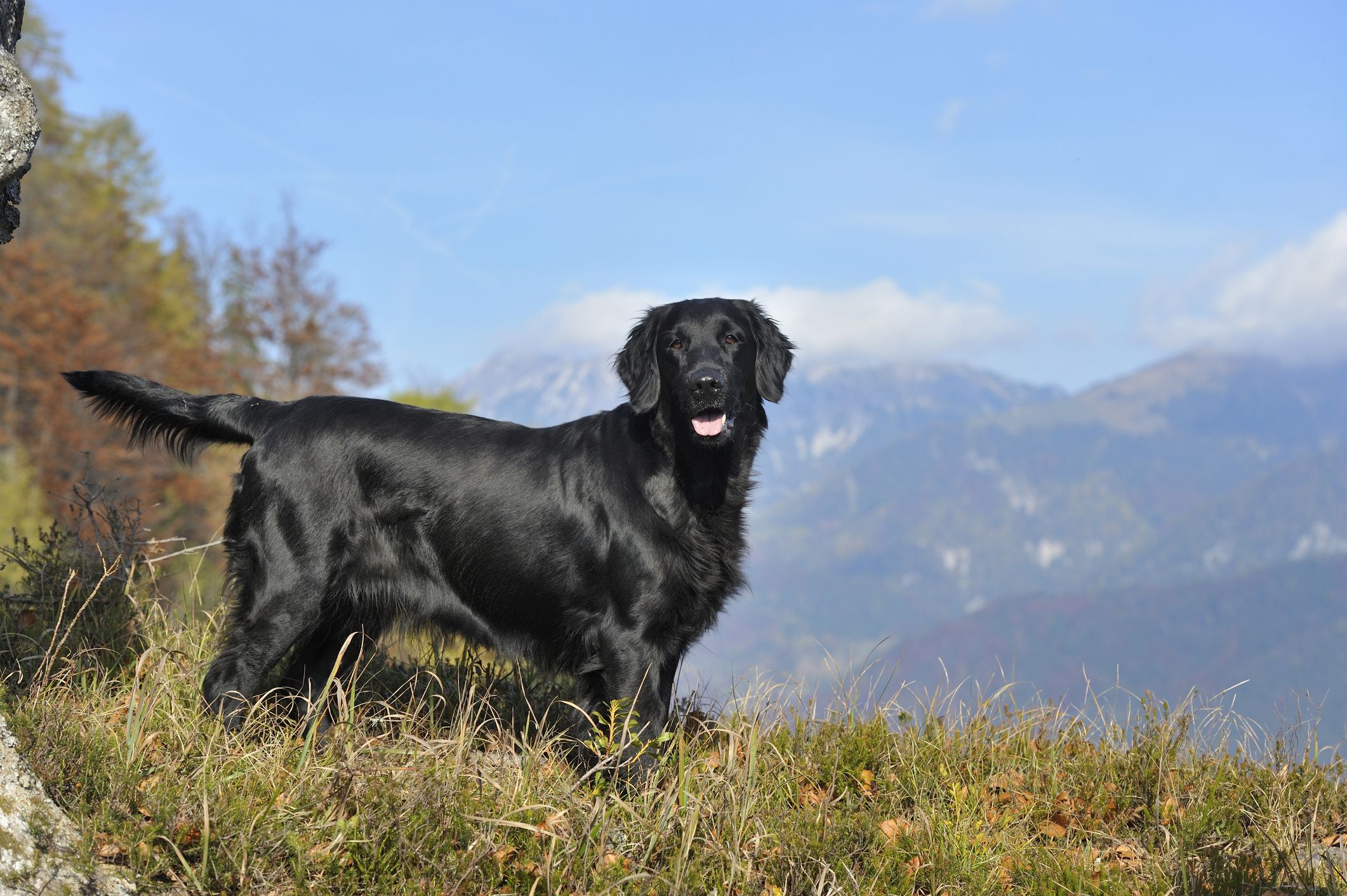 Top ten most intelligent sales dogs