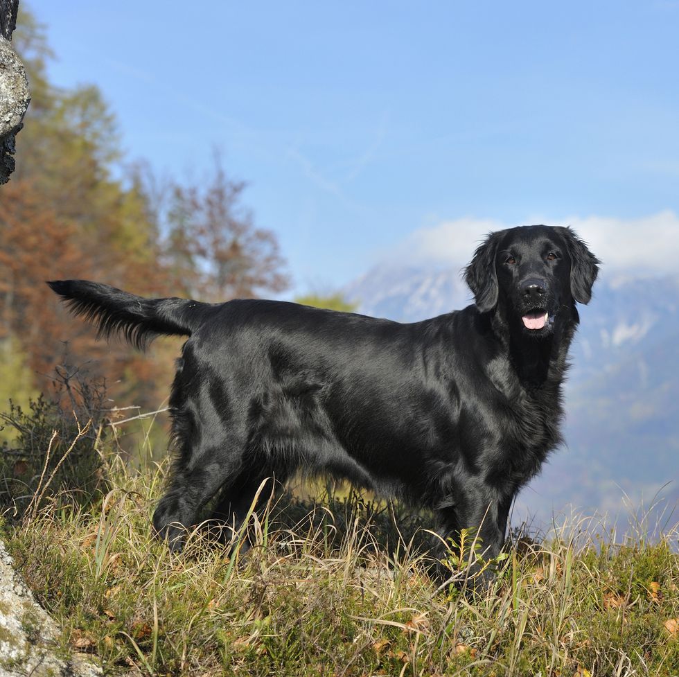 black retriever on an autumn hunt in high mountains woodland region