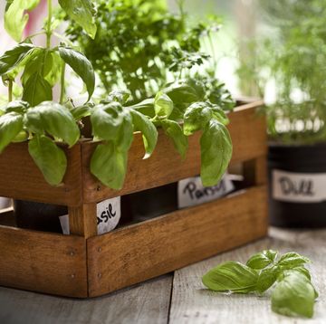 indoor herb garden, potted container plant by window sill