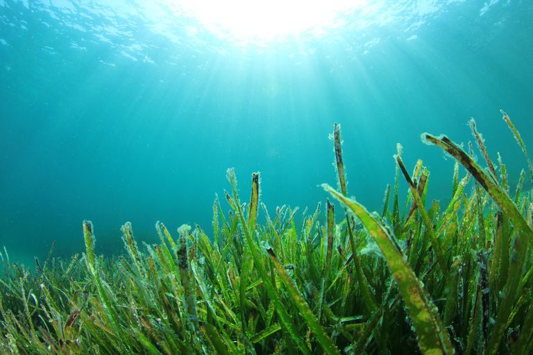 藻類が地球を救う可能性