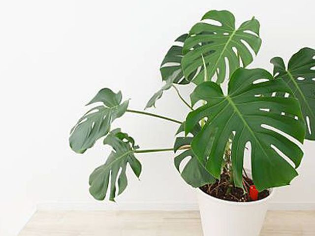 How to Take Care of Monstera, the Swiss Cheese Plant