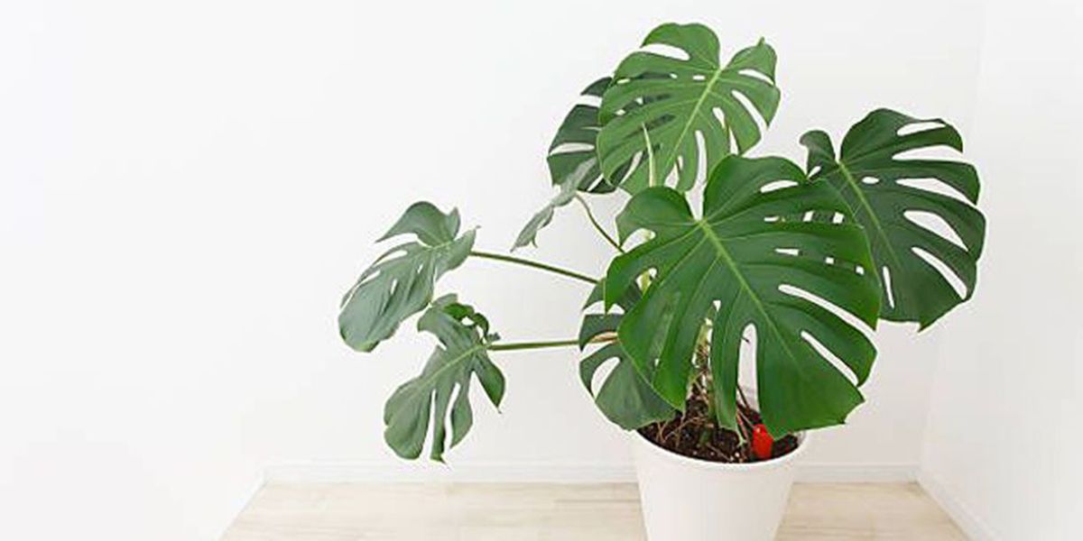 potted monstera placed in the room