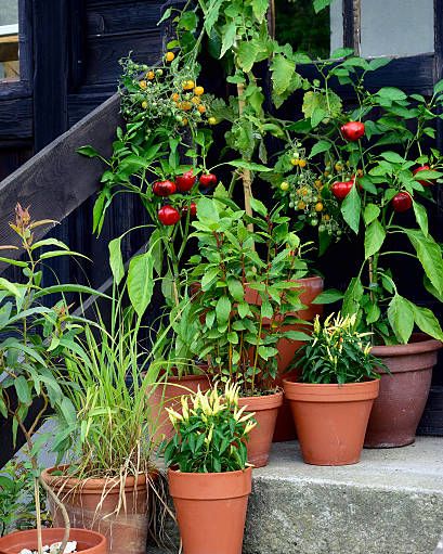 ornamental container, vegetable garden in terracotta pots mirabell tomato plant, poupila pepper plant, lemon eucalyptus, bay leaf and sweet pepper plant in pot