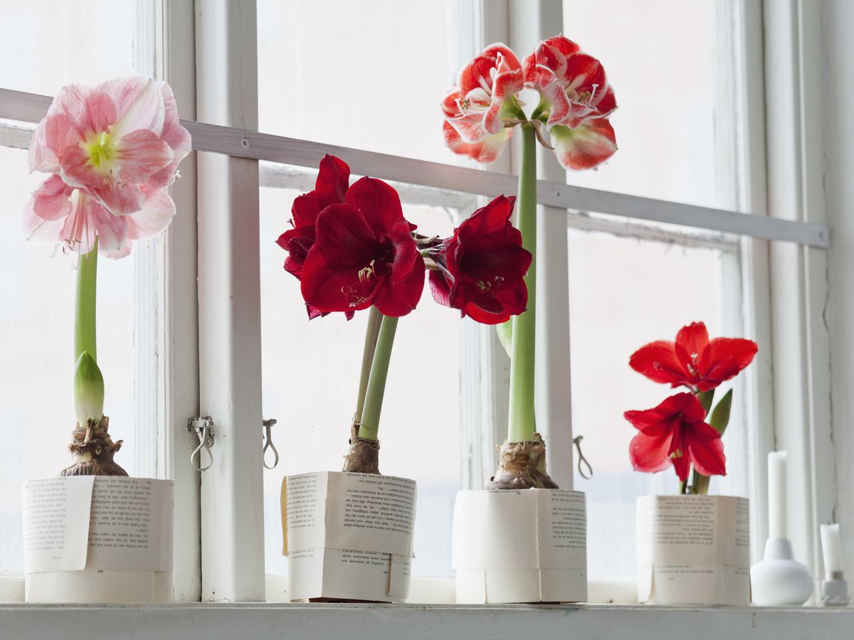 How To Care For Amaryllis Plants