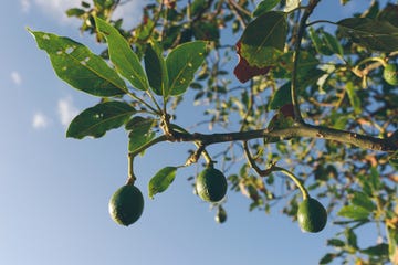 Tree, Plant, Flower, Woody plant, Flowering plant, Leaf, Branch, Fruit tree, Fruit, Food, 