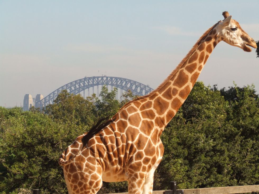 Giraffe and Sydney Bridge