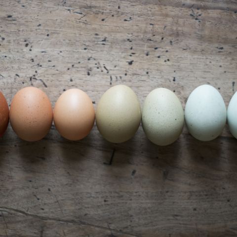 Eggs in a rows, close-up