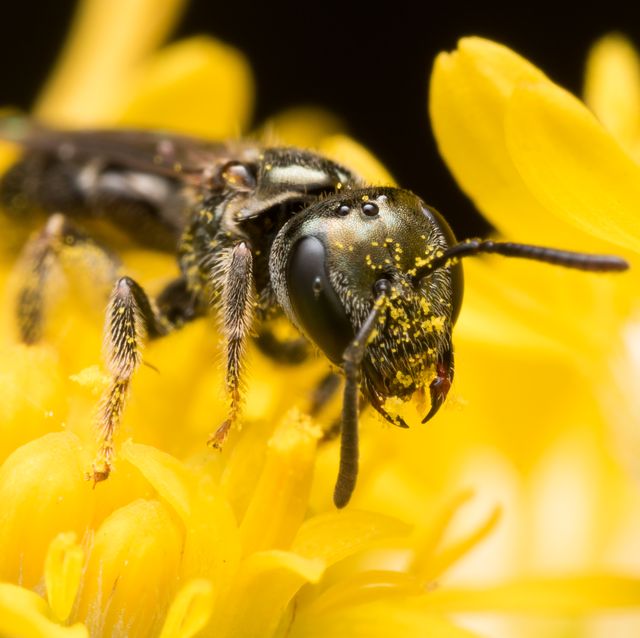 Insect, Honeybee, Megachilidae, Bee, Invertebrate, Membrane-winged insect, Macro photography, Eumenidae, Yellow, Pest, 