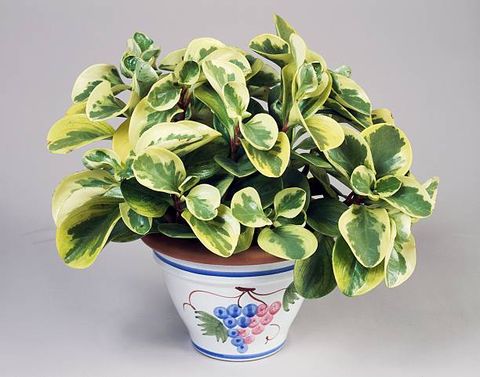 unspecified january 27 pepper face or baby rubberplant peperomia obtusifolia variegata, piperaceae photo by deagostinigetty images