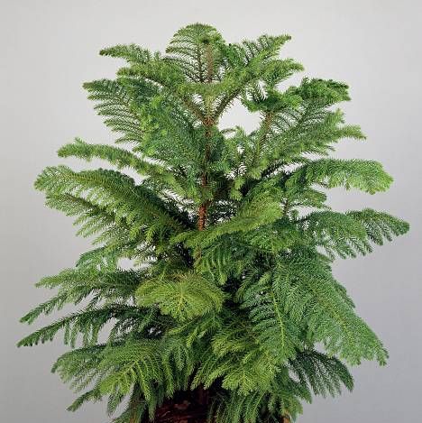 unspecified january 27 norfolk island pine araucaria excelsa, araucariaceae photo by deagostinigetty images