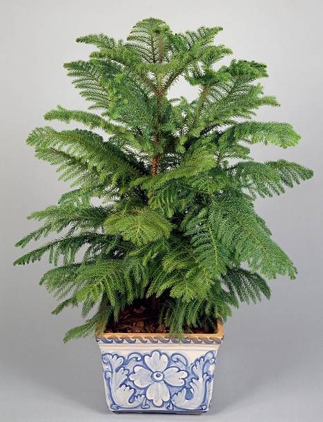 unspecified january 27 norfolk island pine araucaria excelsa, araucariaceae photo by deagostinigetty images