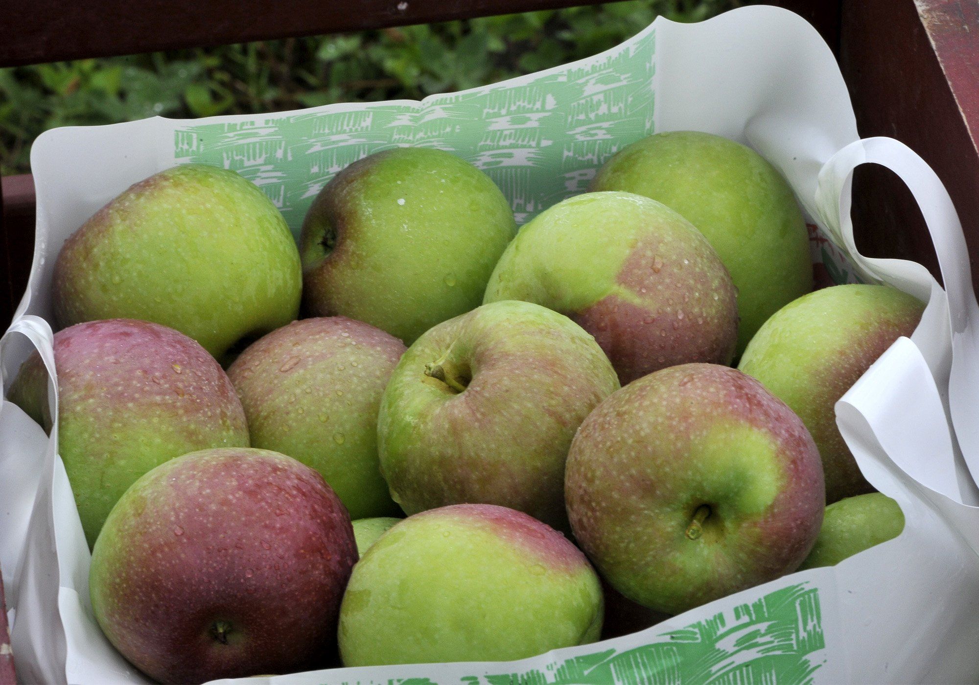 Different Types of Apples