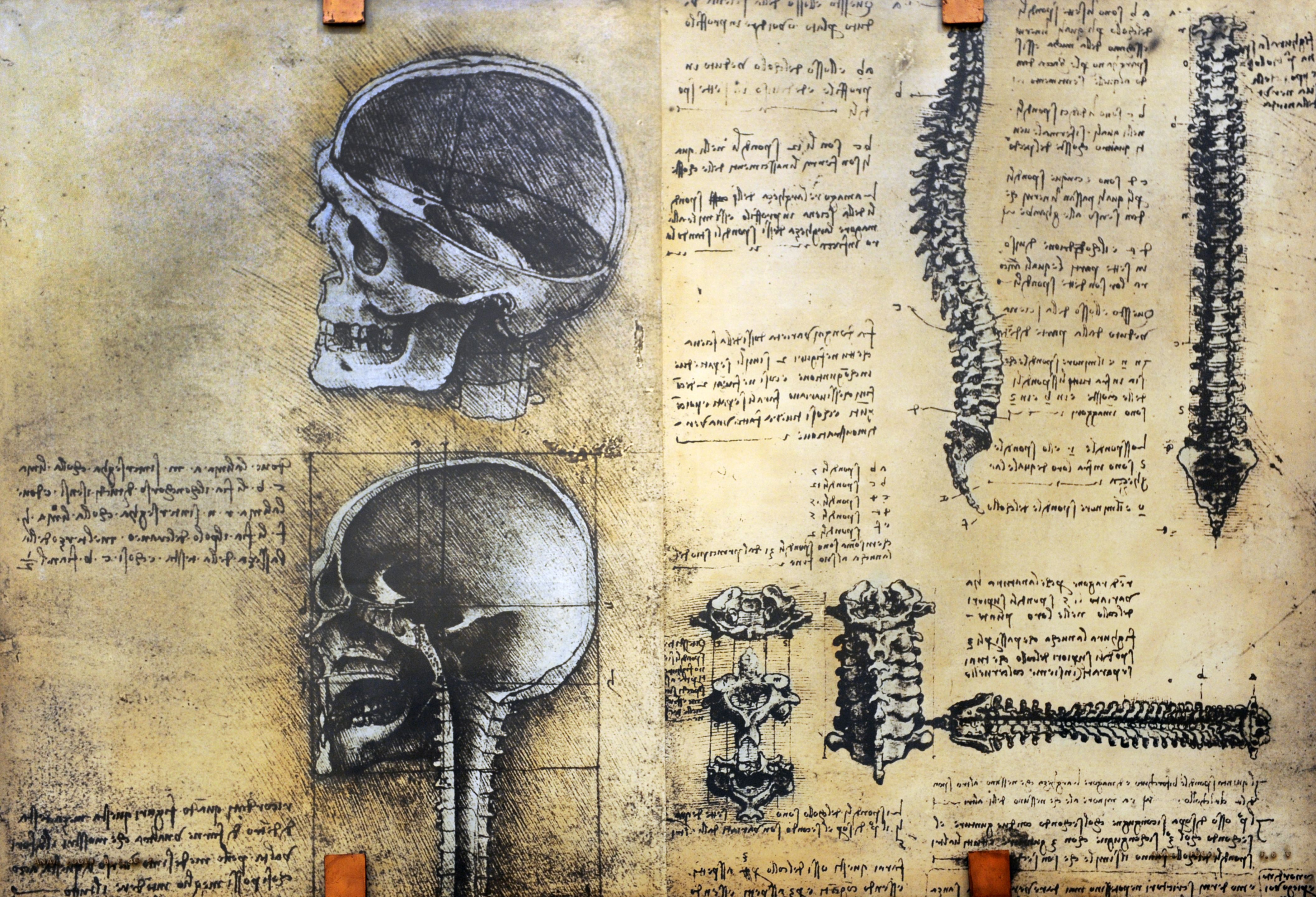 anatomy, Leonardo da Vinci - Free Wallpaper / WallpaperJam.com