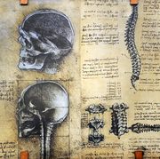 study of anatomy by leonardo da vinci 15th century skeletal structure