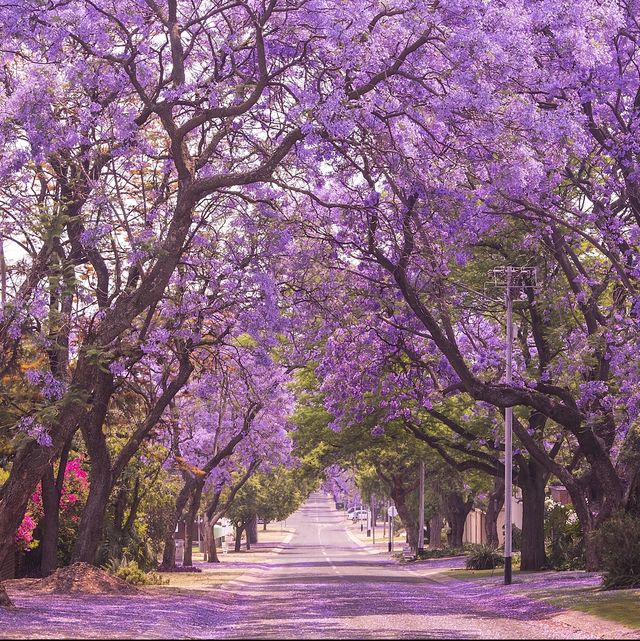 Street of beautiful violet vibrant jacaranda in bloom. Spring in Pretoria.