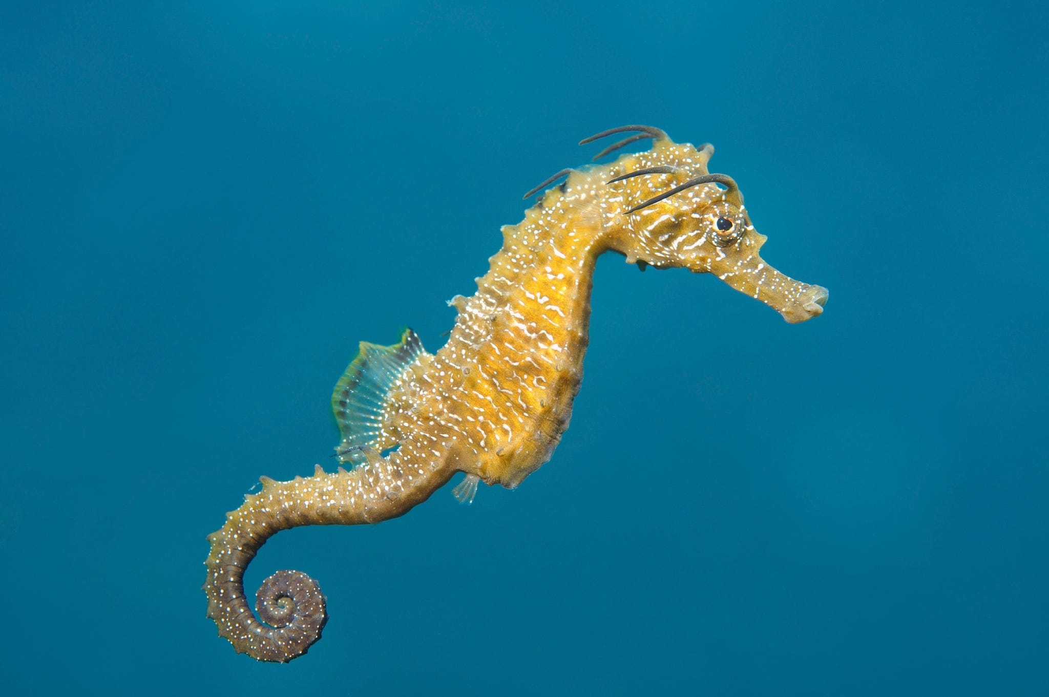 short snouted seahorse hippocampus hippocampus , black sea, crimea, ukraine