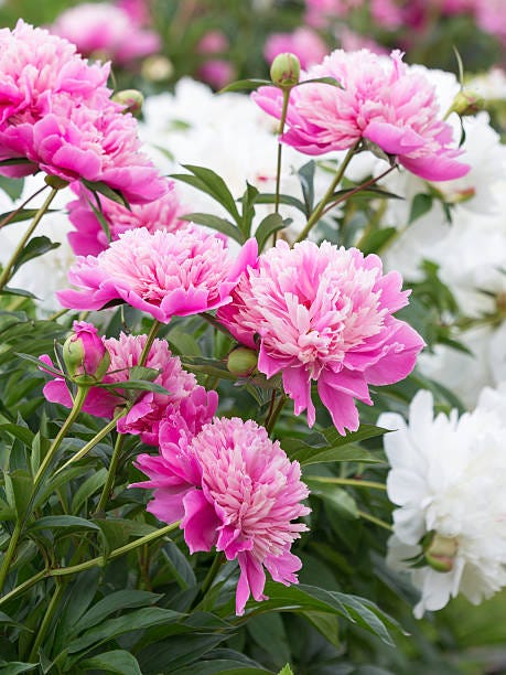 Magnificent Peonies with Greenery Bouquet