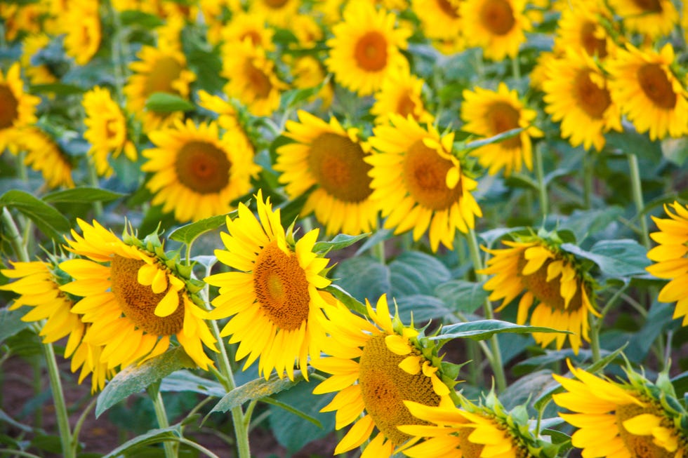 maryland agricultural resource center