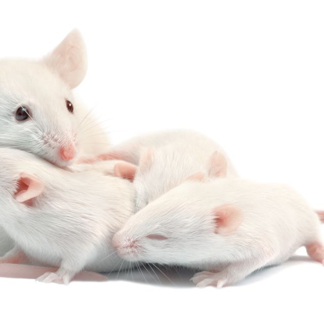 Rat, Mouse, Vertebrate, Mammal, White, Muridae, Muroidea, Hamster, Rodent, Gerbil, 