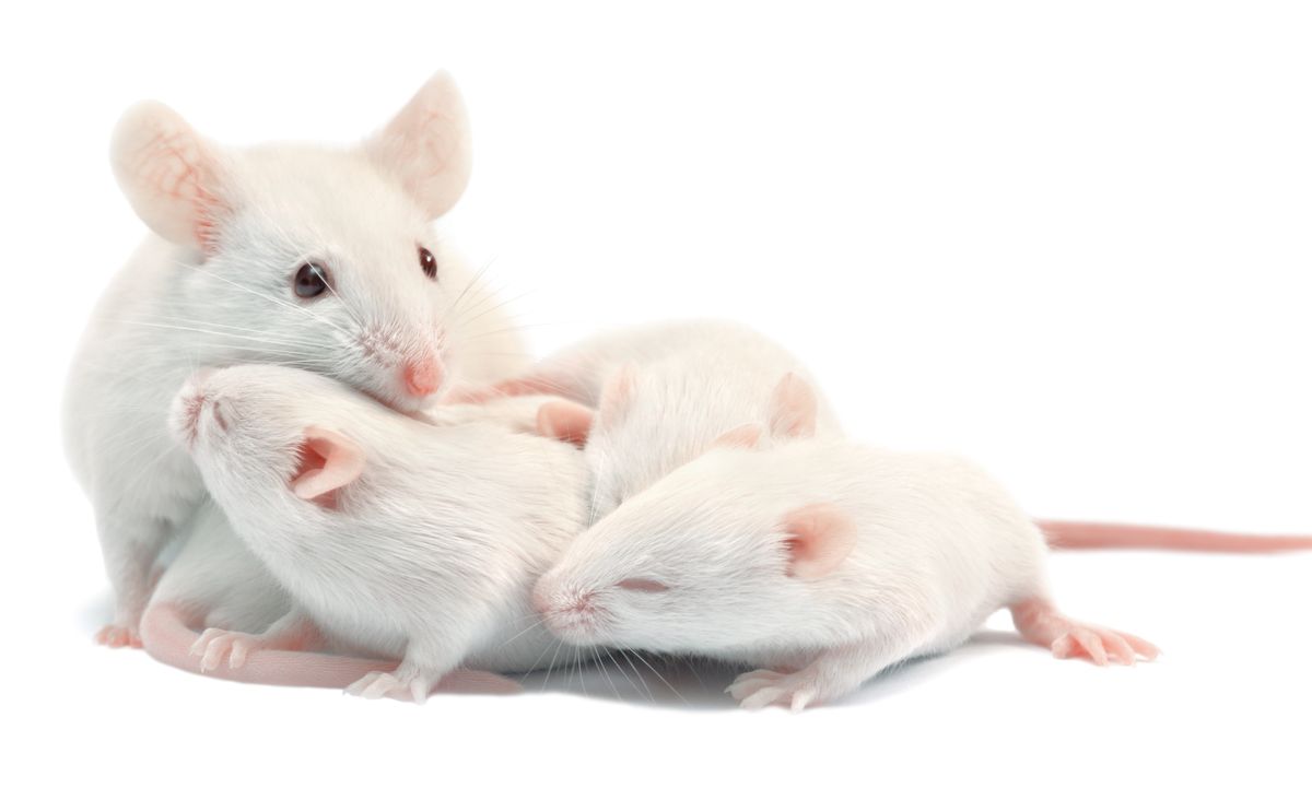 Rat, Mouse, Vertebrate, Mammal, White, Muridae, Muroidea, Hamster, Rodent, Gerbil, 