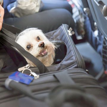 Dog in a carrier on a plane