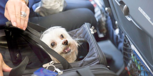 Можно с собакой в самолет. Собака в салоне самолета. Собачка в самолете. Перевоз собаки в салоне самолета. Перелет с животными в самолете.