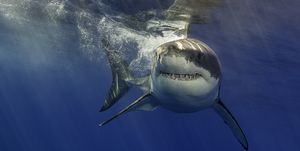 5 cosas que no debes hacer si te cruzas con un tiburón