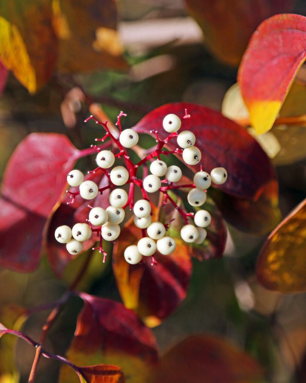 the white berries of a red osier dogwood plant during the autumn in the don valley