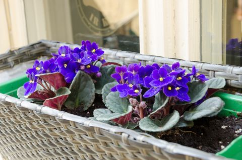 spring African-violet pot outside on window sill