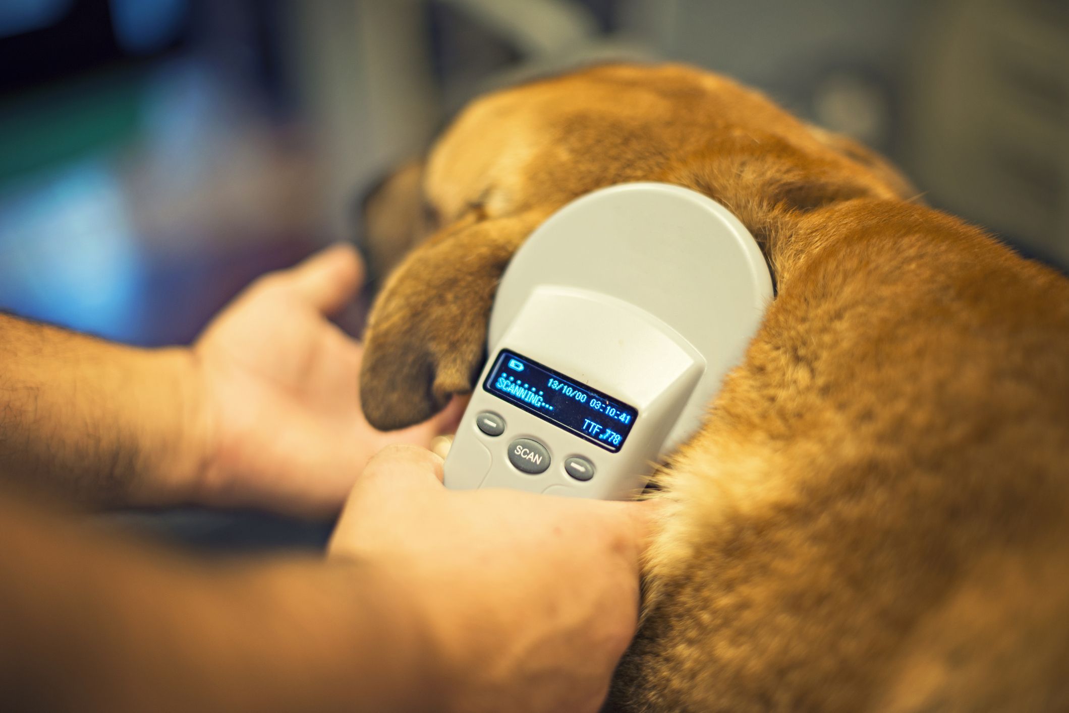 Canine microchip sales