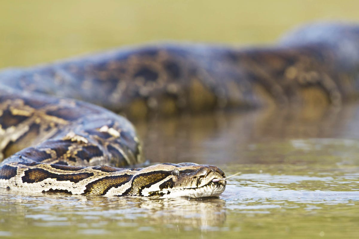 serpente che mangia｜TikTok Search