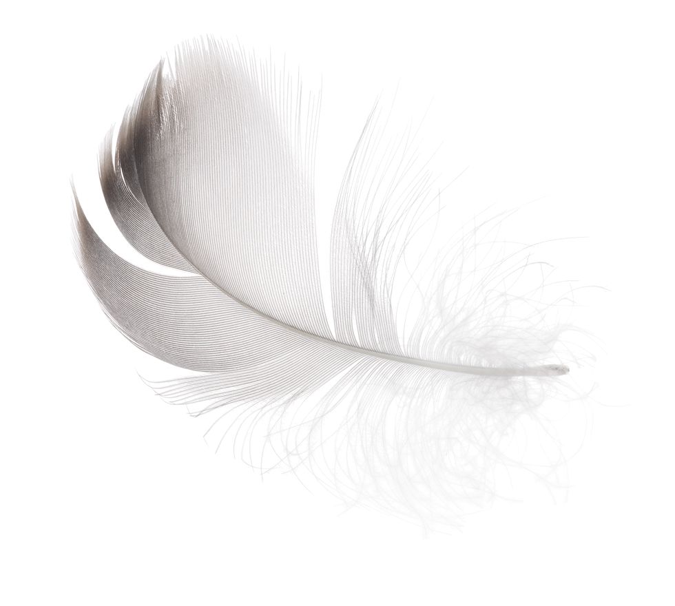 White, Feather, Quill, Fashion accessory, Natural material, Silver, 