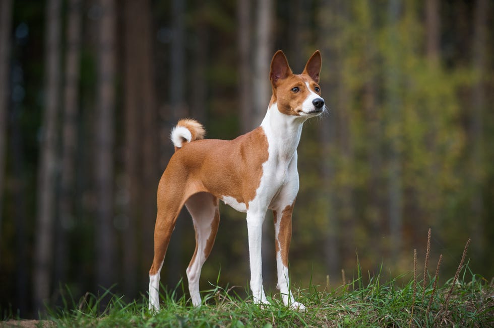 young purebred basenji is posing on the edge of a wood