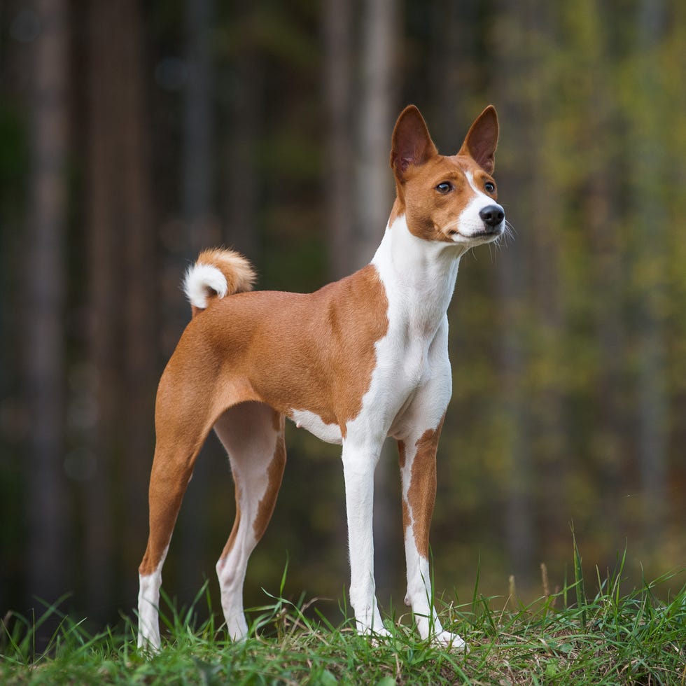 Female basenji dog young purebred basenji is posing on the edge of a wood