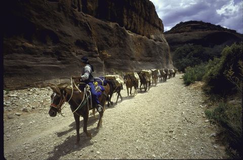 Horse, Pack animal, Trail riding, Rein, Wilderness, Recreation, Adventure, Ecoregion, Terrain, Landscape, 