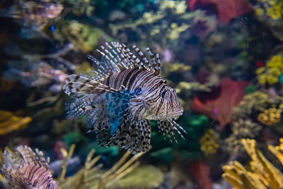 lionfish coral reef