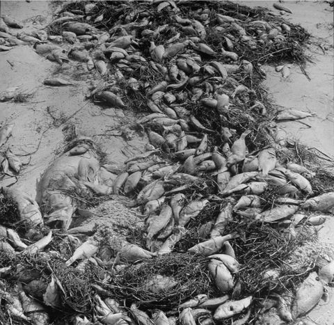 Dead fish left on a beach by red tide in 1947.