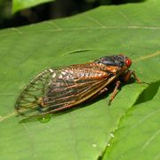 cicadas brood x in 2021