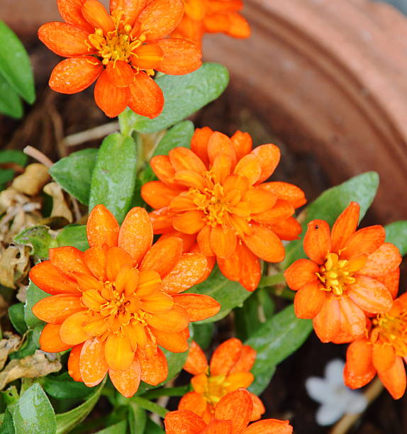 yellow french marigold in flowerpot