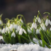 snowdrop flowers blooming in winter