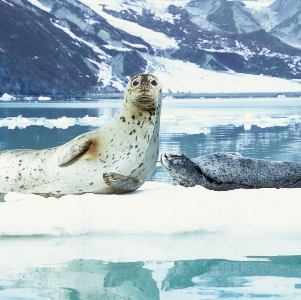 a harbor seal mother and pup rest on an iceberg in glacier bay, alaska