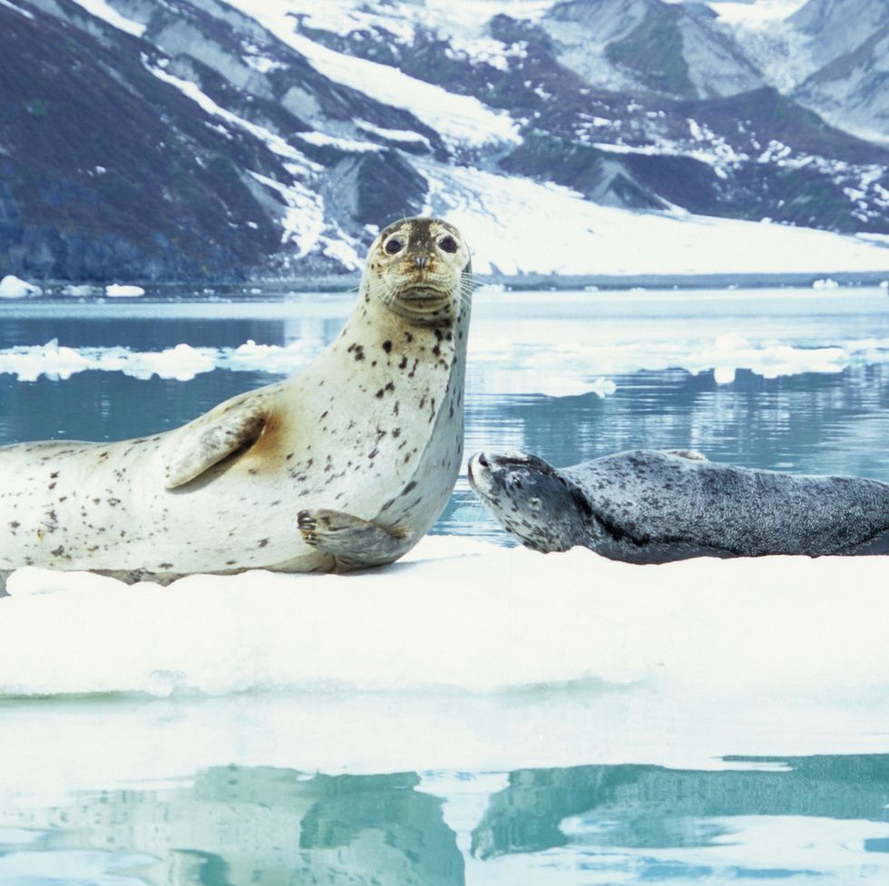 a harbor seal mother and pup rest on an iceberg in glacier bay, alaska